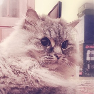 Telegram profile photo for 🍰:³Мiстр¥м Ху₽ыжик$🍰12+