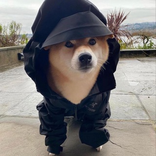 Telegram profile photo for Shib's Vouches