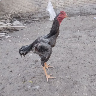 Telegram profile photo for DAKAN ISHQIBOZLARI
