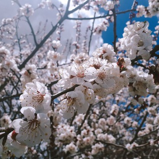 Telegram profile photo for روستای بلاورجان