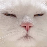 Telegram profile photo for Украл-показал