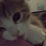 Telegram profile photo for инфо аляша