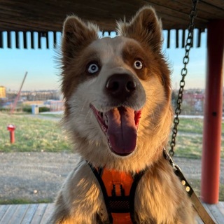 Telegram profile photo for Поместный псын 🐾