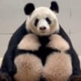 Telegram profile photo for $福凤