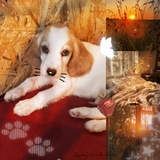 Telegram profile photo for ..-Ⳅⲁύцы ⲥⲉⲣⲟⲅⲣυⲃⲟⲅⲟ