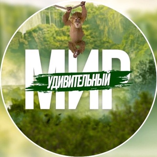 Telegram profile photo for Удивительный Мир 🏝
