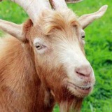 Telegram profile photo for Группа Иванова