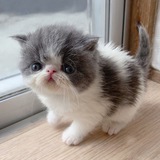Telegram profile photo for sponge cakes
