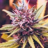Telegram profile photo for MARIJUANA