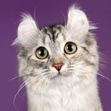 Telegram profile photo for сра́ма посра́ла