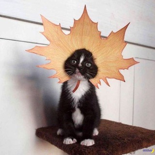 Telegram profile photo for Maple Memes