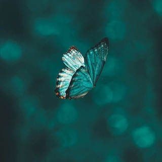 Telegram profile photo for ЧОЛГОНОЙ