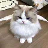Telegram profile photo for 4gubы