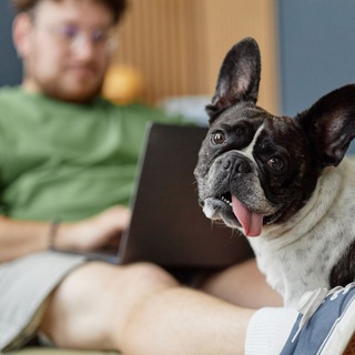 Telegram profile photo for Креатор с собачкой