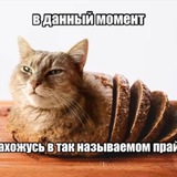 Telegram profile photo for Анон школопед