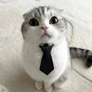 Telegram profile photo for Zerno Crypt
