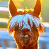 Telegram profile photo for Hammasi joyida. Cho‘kyapmiz