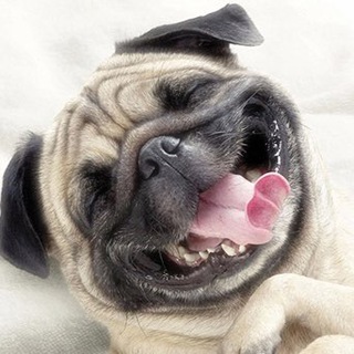 Telegram profile photo for Funny Dogs