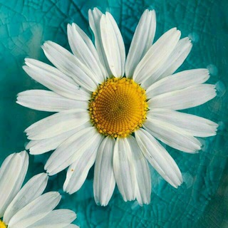 Telegram profile photo for 🌺 شمیم زندگی 🌺