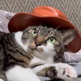 Telegram profile photo for $CWH | CTO
