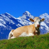 Telegram profile photo for Альпы Капитал