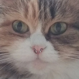 Telegram profile photo for БАБКИН ХОХОТ