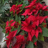 Telegram profile photo for گلسرای شمیم یاس🌱