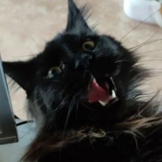 Telegram profile photo for • Renge.R • в котячьем рабстве