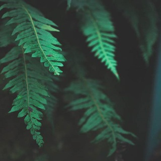 Telegram profile photo for 🌿GreenPic🌱