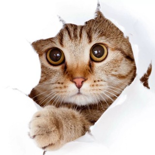 Telegram profile photo for Мы трейдеры | Чат