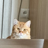 Telegram profile photo for Мысык