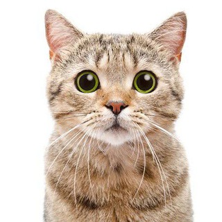 Telegram profile photo for CAT FINANCE SUPPORT