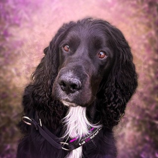 Telegram profile photo for с диском в обнимку
