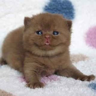 Telegram profile photo for туса качки