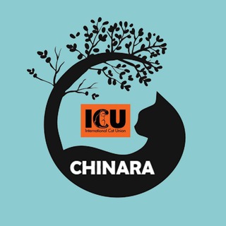 Telegram profile photo for Клуб любителей кошек "ЧИНАРА"