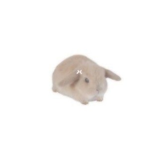 Telegram profile photo for timely bunnies