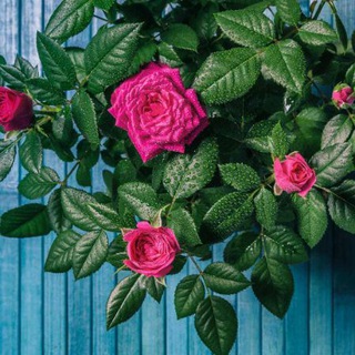 Telegram profile photo for العلوم الشرعية