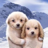 Telegram profile photo for 06 pupies; SIXPPY.