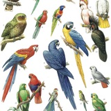 Telegram profile photo for Попугаи Pappagalli Parrots Papoušci