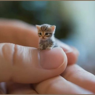 Telegram profile photo for Котовасные Наушники