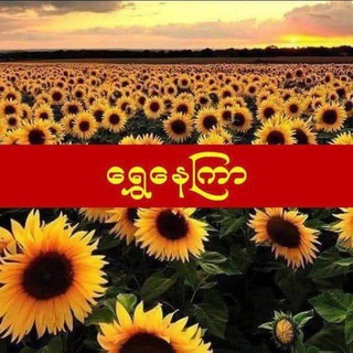 Telegram profile photo for ရွှေနေကြာ