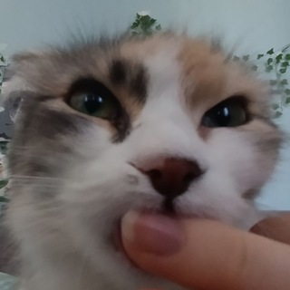 Telegram profile photo for ЩП котсс〽️