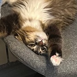 Telegram profile photo for Kroshka.dii | ХРЮчево