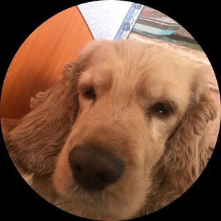 Telegram profile photo for DotaMETA