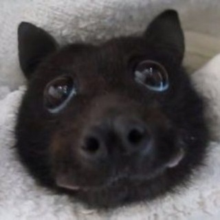 Telegram profile photo for Мявка 🖤