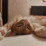 Telegram profile photo for Акира