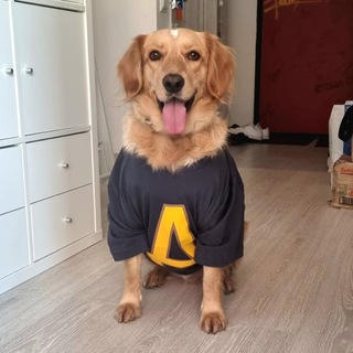 Telegram profile photo for Бенджамин, пёс-актёр
