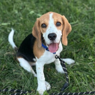 Telegram profile photo for Это котапёсые
