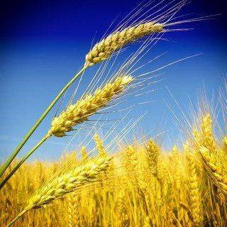 Telegram profile photo for Мнение - новостной хаб.