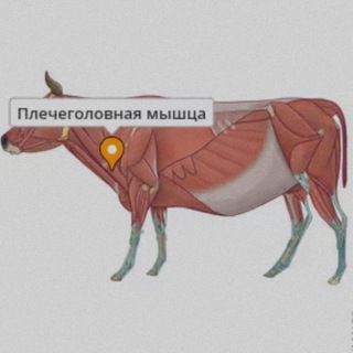 Telegram profile photo for брахиозавр пиздит мемы